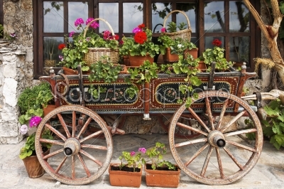 Ox Cart with Flowers in Veliko Tarnovo Bulgaria  
