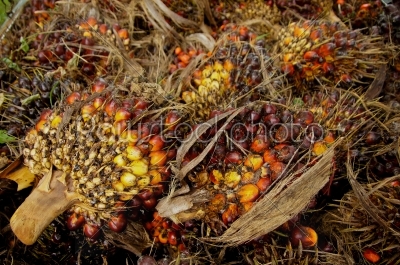 Palm Oil seed