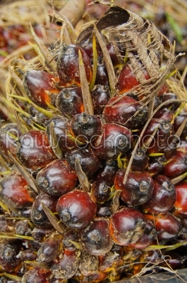 Palm Oil seed