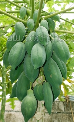 papayas tree