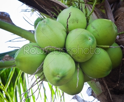 Pile of coconut