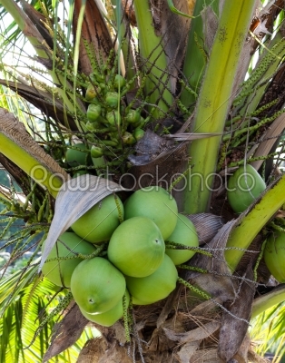 Pile of coconut
