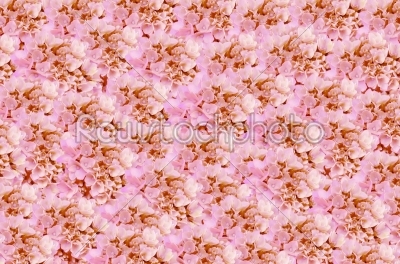 pink background