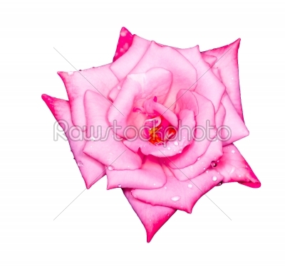 pink rose wet isolated