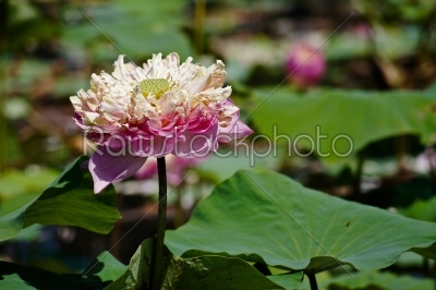Pink water lily flower (lotus) The lotus flower (water lily)