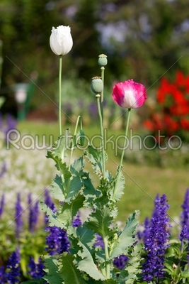 Poppy flower.
