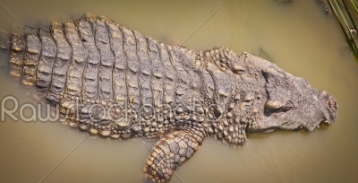 portrait of alive crocodylus siamensis