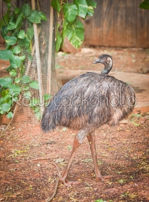 portrait of an Emu at a zoo in Thailand