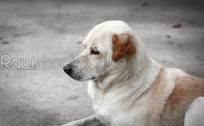 portrait of waiting dog