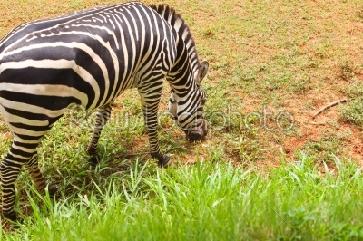 portrait of young zebra