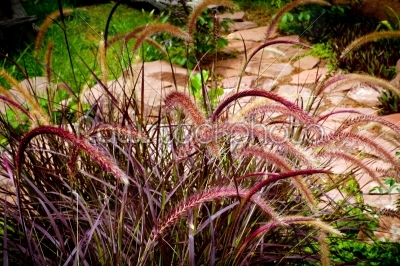 purple grass spikelet