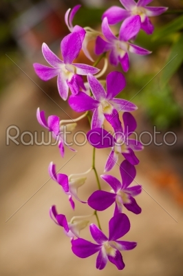 purple orchid blossom