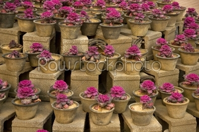 purple plants