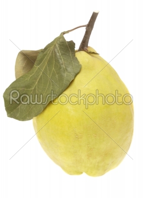 Quince on a white background 