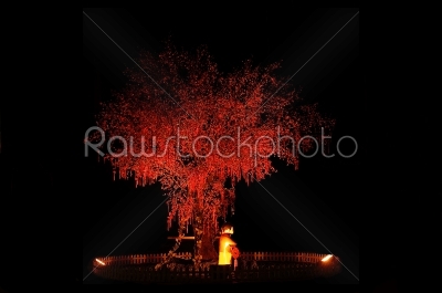 red chinese tree