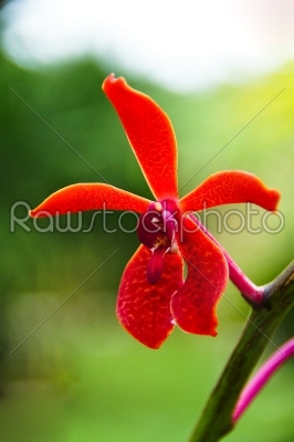 Red Orchid of Rhynchostylis gigantea (Lindl.) Ridl.