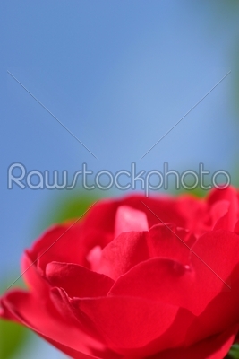 Red Rose Blue Sky
