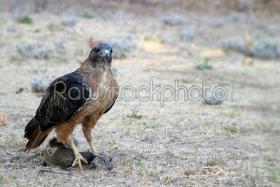 Red Tailed Hawk Catch