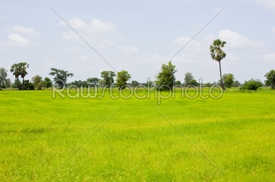 rice field recently growth a tropical plant 