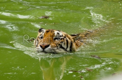 Royal Bengal tiger swimming