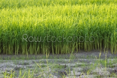 Sapling rice in Farm at Southern of Thailand.