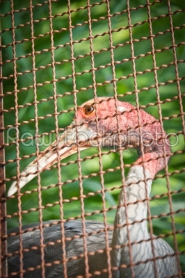 Sarus Crane bird head shot