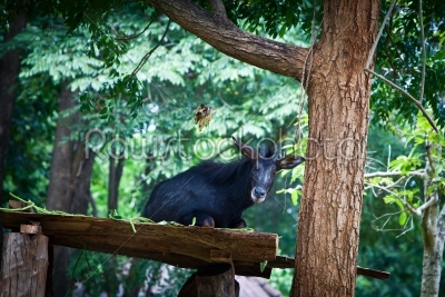 serow on a table under the tree