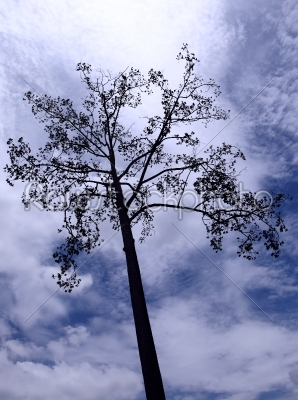 silhouette tree