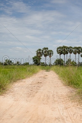 soil road with forest