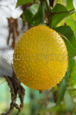 Southeast Asian fruit, commonly know as Gac, Baby Jackruit
