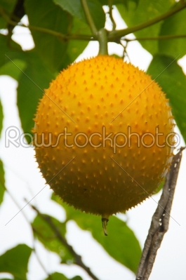 Southeast Asian fruit, commonly know as Gac, Baby Jackruit, Spin