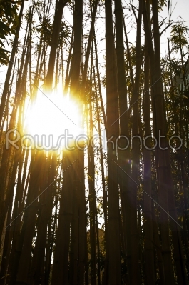 sun over bamboo