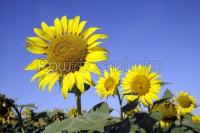 Sunflower in sunflower field with blue sky