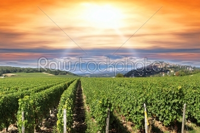 sunset over a vineyard