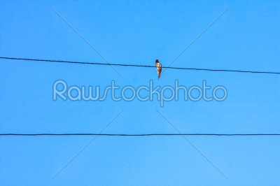 Swallow sitting on metal wire over blue sky