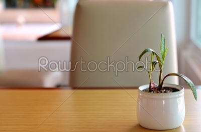 Table decor with plants