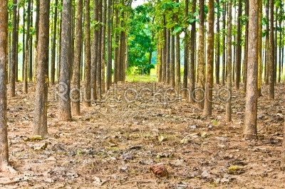 teak trees in agriculture forest