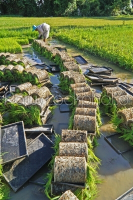 Thai farmer planting Sapling rice.