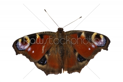 The  butterfly is isolated on a white background 