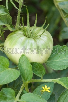 Tomatoe with a blossom