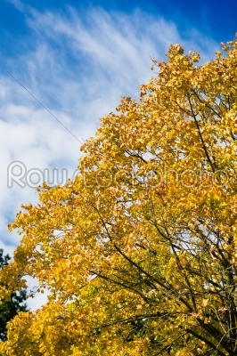 Tree in autumn or fall