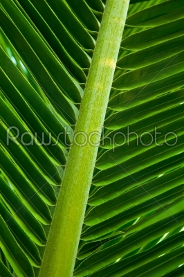 Tropical coconut palm tree leaf