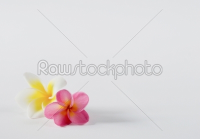 two flower on white