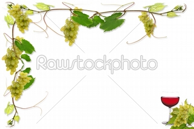 vines and grapes