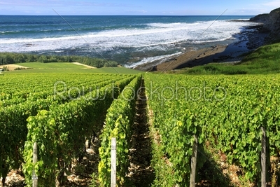 vineyard by the sea