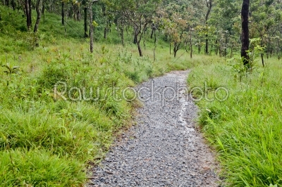 walkway in forest