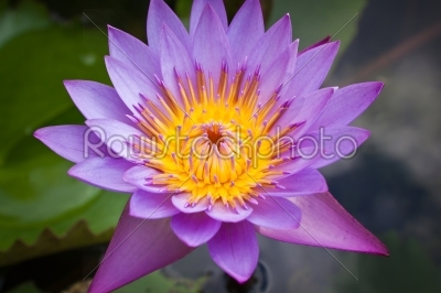 water lilly or Thailand