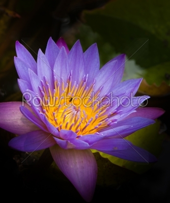 water lilly or Thailand