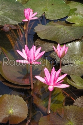 water lily flower (lotus) The lotus flower (water lily)