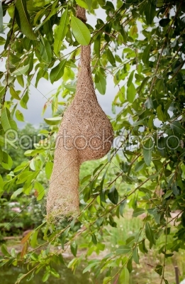 weaver bird nest at a branch of the tree